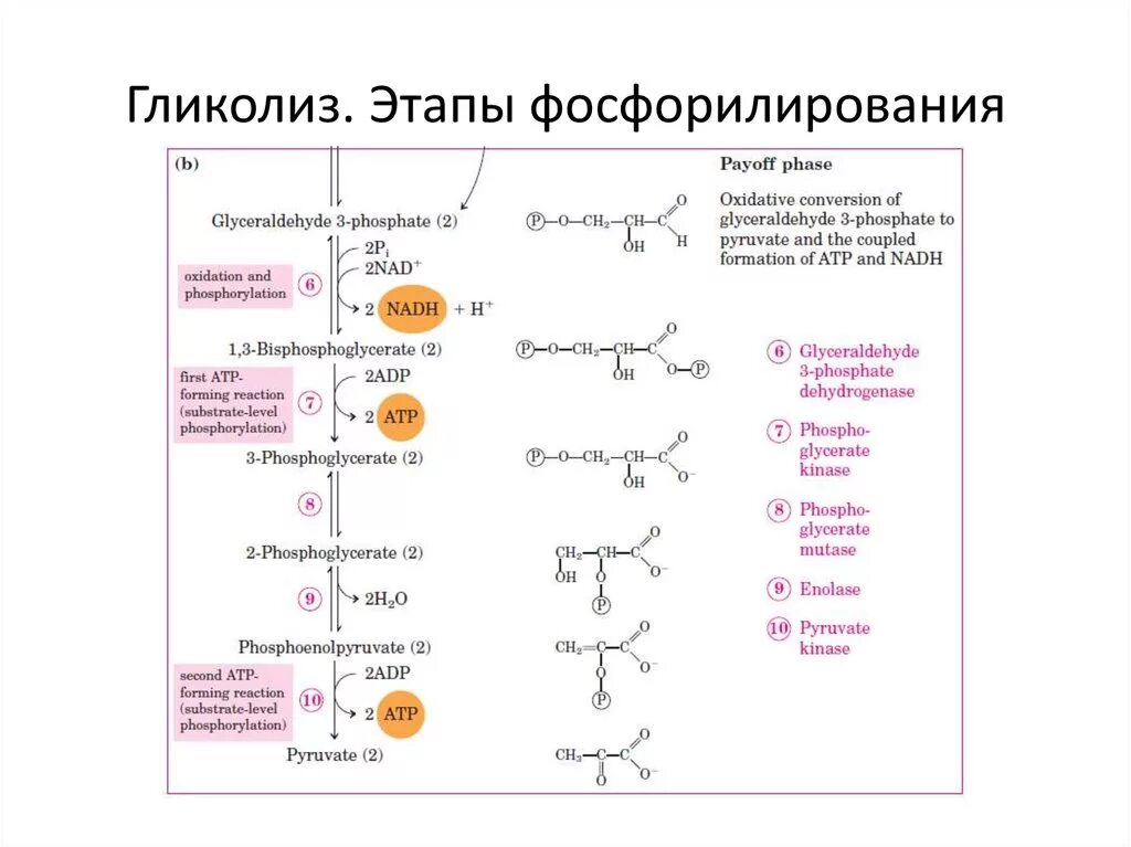 Гликолиз реакции. Гликолиз реакции биохимия. стадии гликолиза биохимия. анаэробный гликолиз этапы биохимия. гликолиз формулы биохимия.