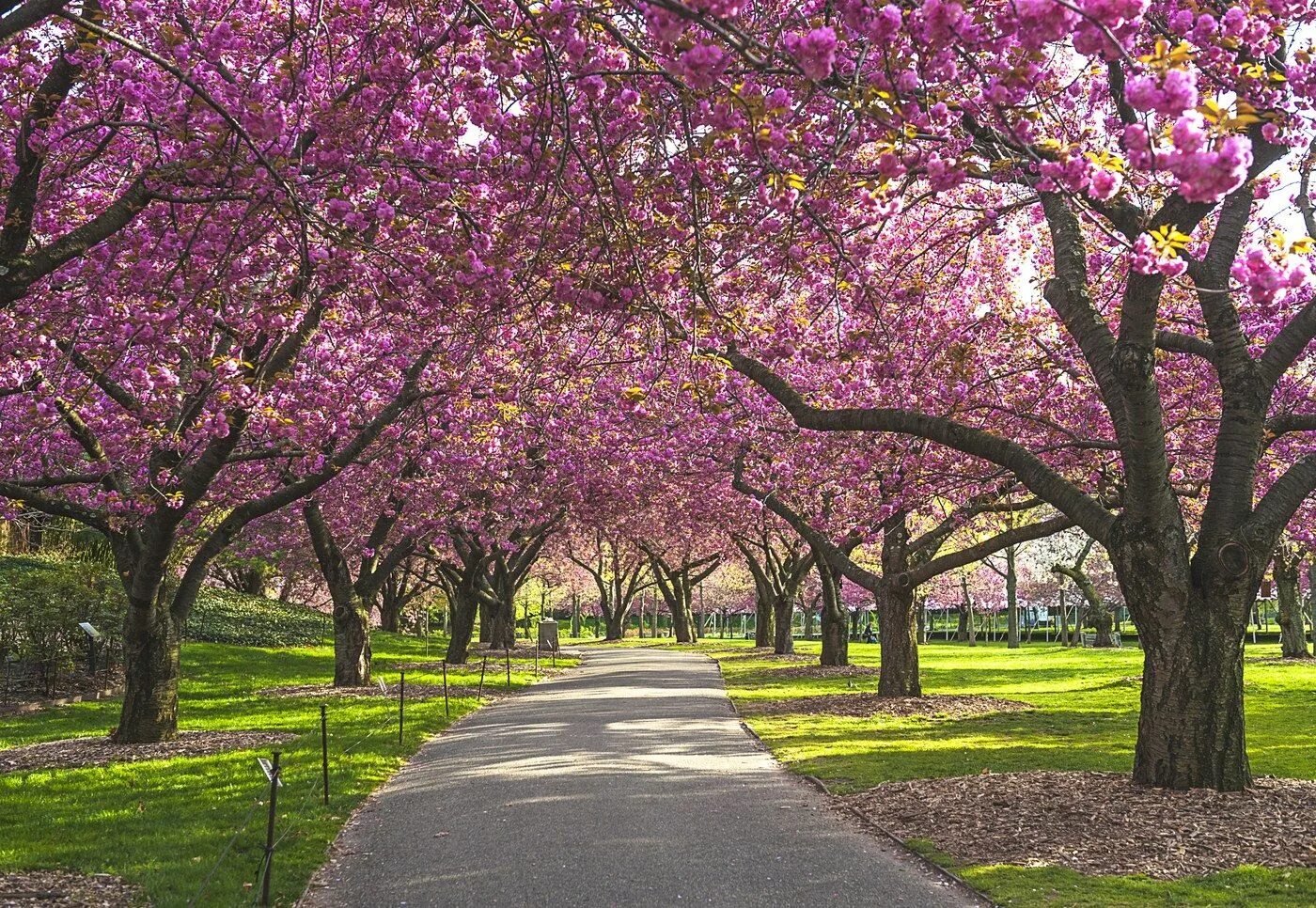 Перед вишневым садом. Бруклинский Ботанический сад Нью-Йорк. Бруклинский Ботанический сад, США, Нью-Йорк. Pink черри блоссом дерево деревья парк. Бруклинский Ботанический сад Нью-Йорк план.