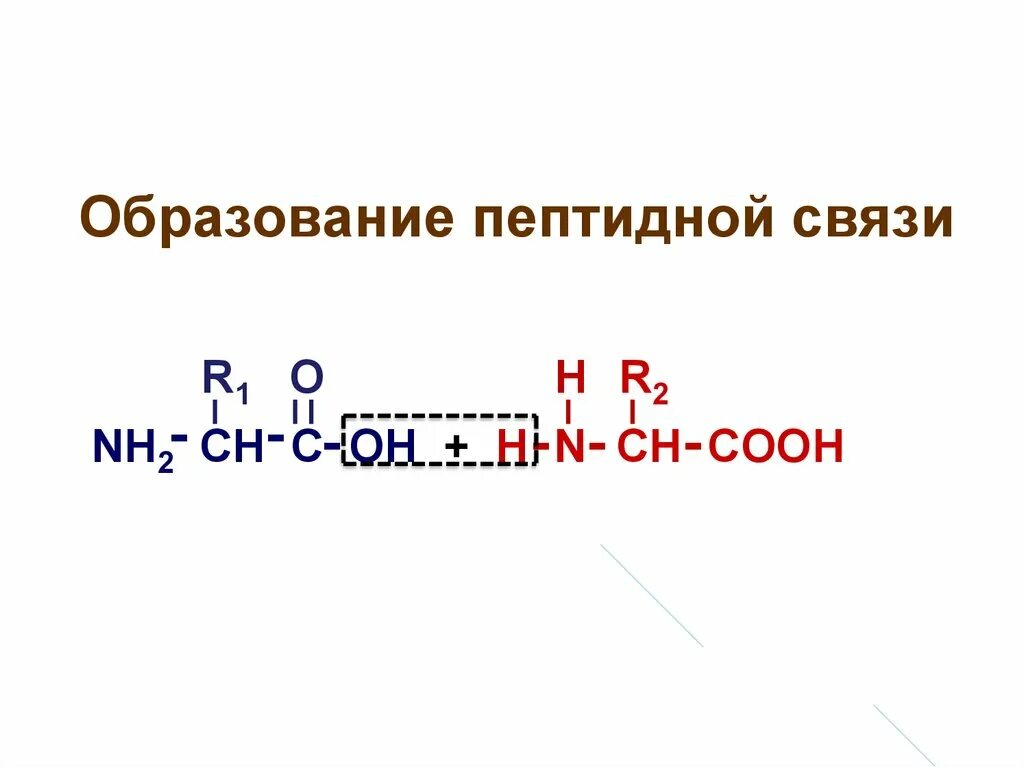 Образование первой пептидной связи. Образование пептидной связи. Механизм образования пептидной связи. Химическая природа пептидной связи. Как образуется пептидная связь.