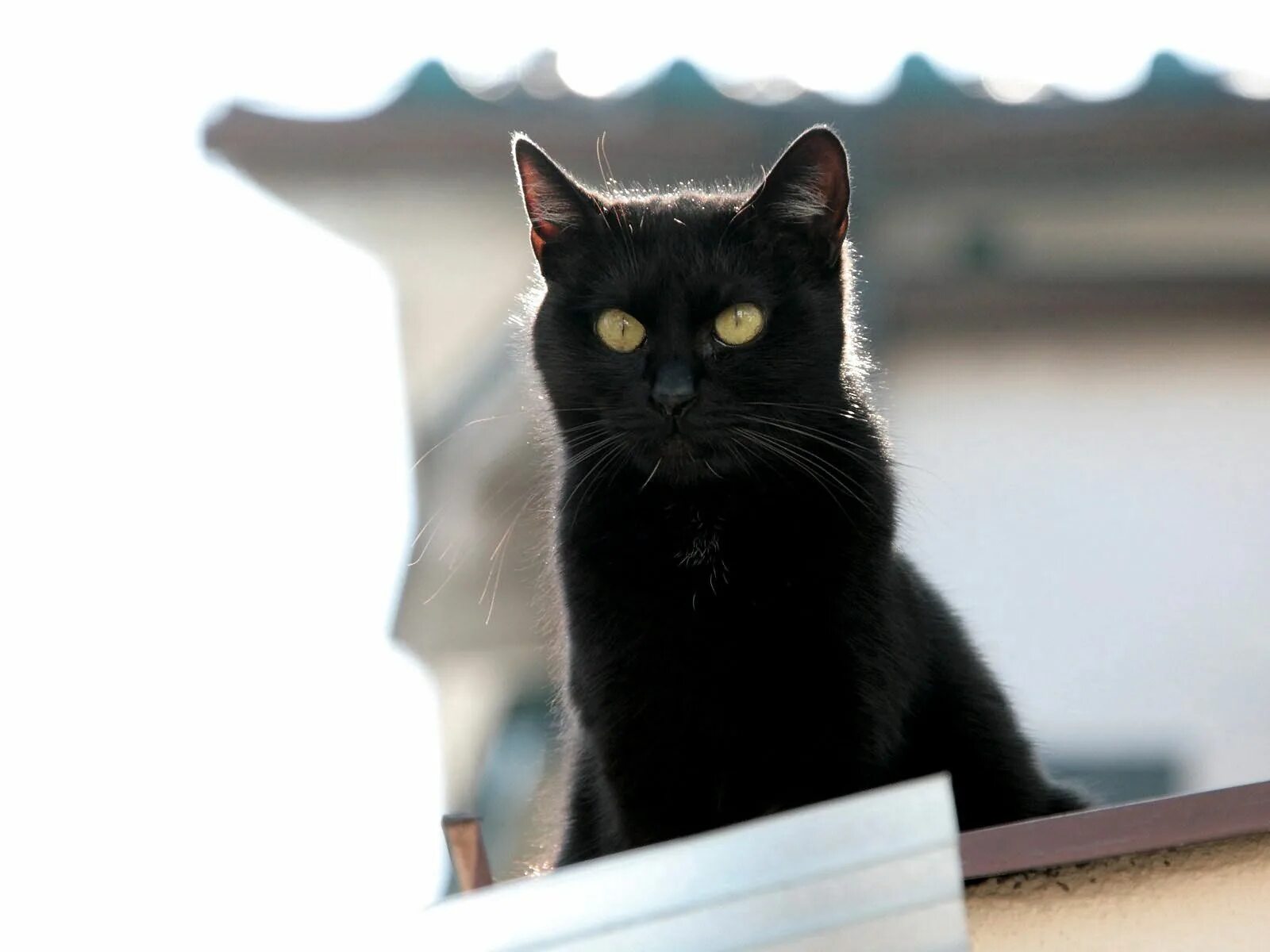 Бомбейская кошка. Чёрный кот. Черные коты. Красивый черный кот.