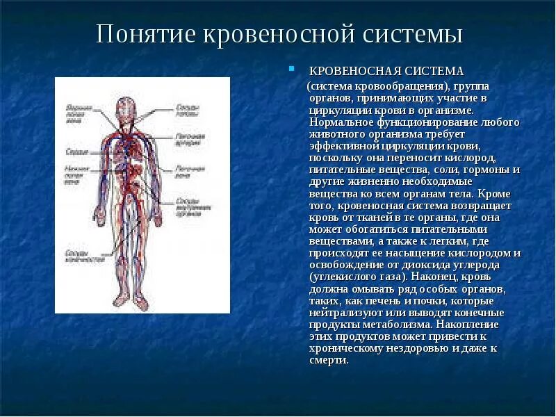 Система кровообращения 3 класс. Кровеносная система человека 6 класс биология. Кровеносная система человека состоит из органов 3 класс. Кровеносная система человека 3 класс окружающий мир схема. Любой орган в организме