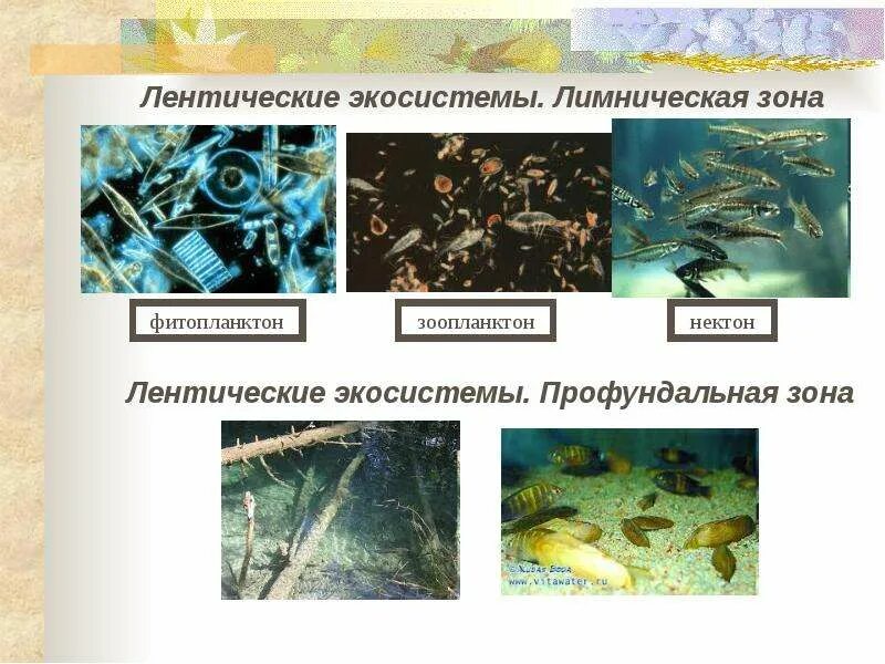 Экосистемы одной зоны 4 буквы. Лентические экосистемы. пресноводные экосистемы. лимническая зона водоема. биоразнообразие пресноводных экосистем.