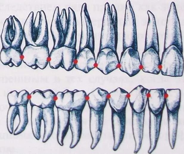 Ключи окклюзии по эндрюсу. Анатомия фронтальных зубов верхней челюсти. Контактные пункты зубов нижней челюсти. Форма зубов нижней челюсти.