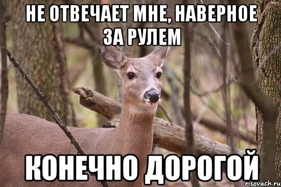 Конечно дорогой. Наивная олениха. дорогой да дорогая мем. олениха мем. конечно милый мем.