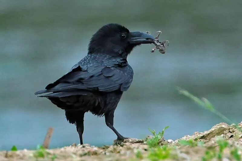 Умные ли вороны. Белоклювый ворон. Ворона. Ворона питание. Ворона с едой.