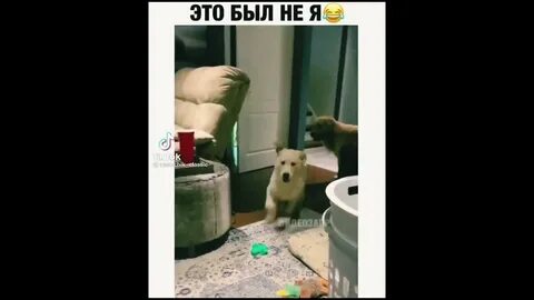 Собака разбила стекло