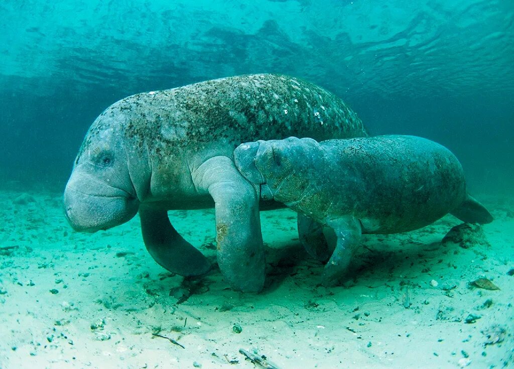 Морская корова 8 букв. Дюгонь морская корова. Ламантин морская корова. Ламантин и Дюгонь. Стеллерова морская корова.