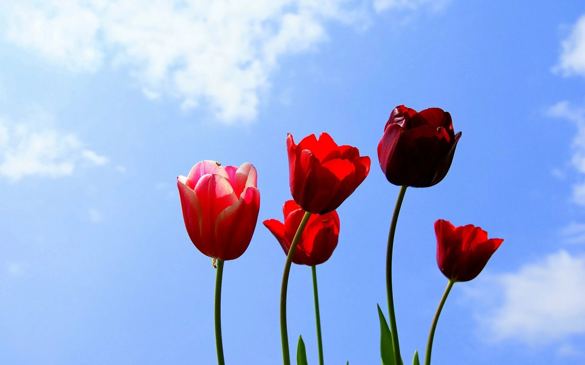 3 красных тюльпана. Тюльпан многоцветковый Эстетик. Красные тюльпаны. Красные тюльпаны и небо. Тюльпаны фон.