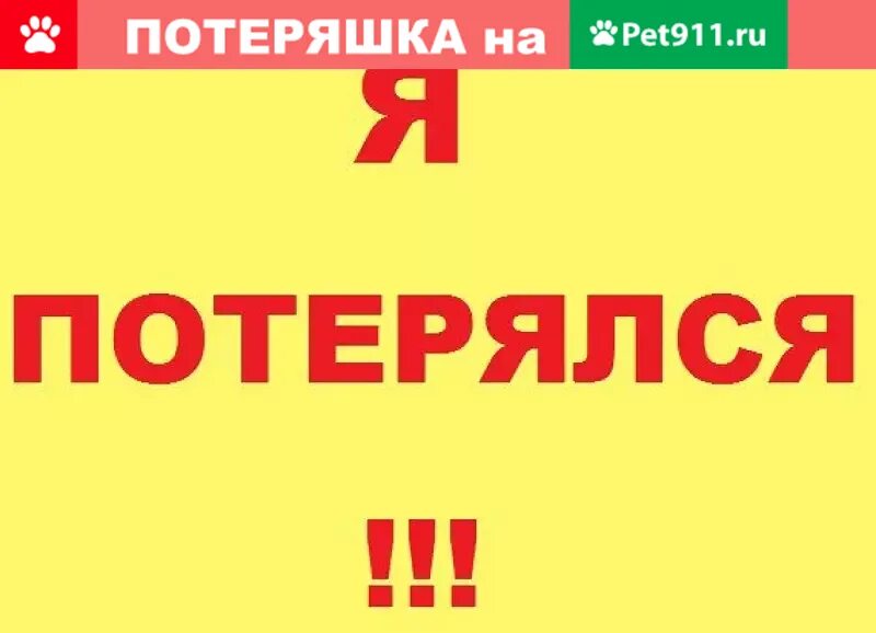Ищем старых или новых хозяев. Только она потерялась. Потерялась собака прикол. Кто что потерял?. Внимание я потерялся.