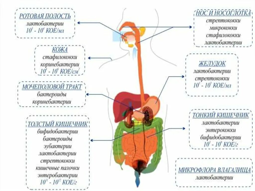 Пищеварение в ротовой полости желудке и кишечнике. Микрофлора тела человека микробиология таблица. Представители нормальной микрофлоры организма человека:. Нормальная микрофлора кишечника микробиология. Этапы формирования нормальной микрофлоры ЖКТ.