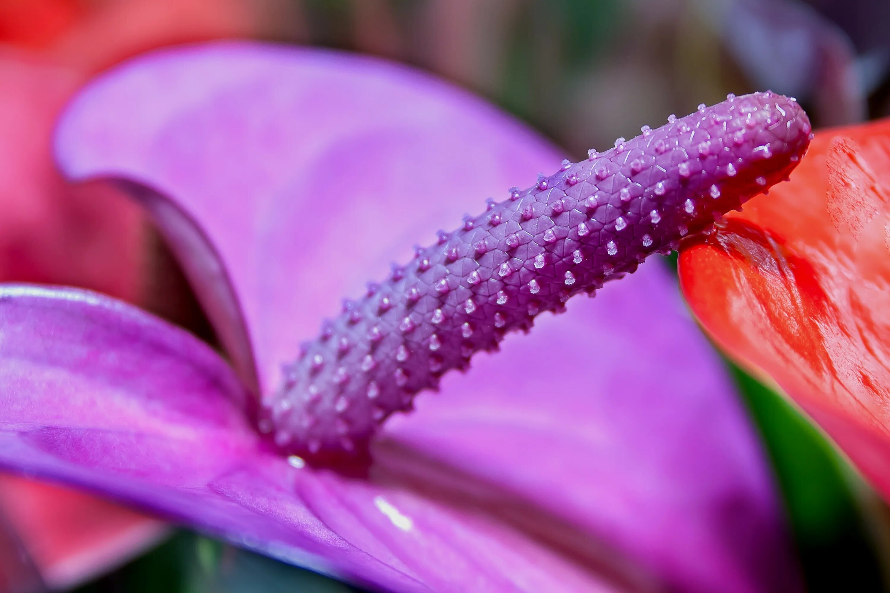 Flower shining. Антуриум сиреневый. Антуриум цветок фиолетовый. Антуриум фиолетовый. Антуриум пурпурный.