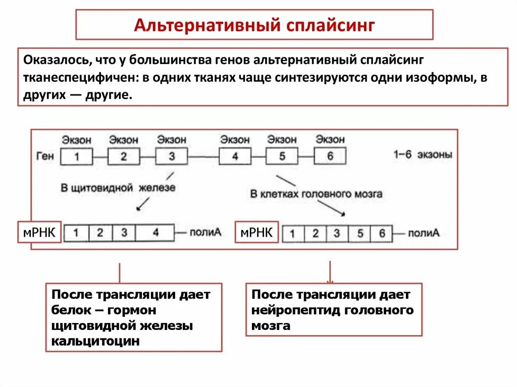 Механизм сплайсинга эукариот. Альтернативный сплайсинг биохимия. Альтернативный геном. Альтернативный сплайсинг схема. Альтернативность гена.