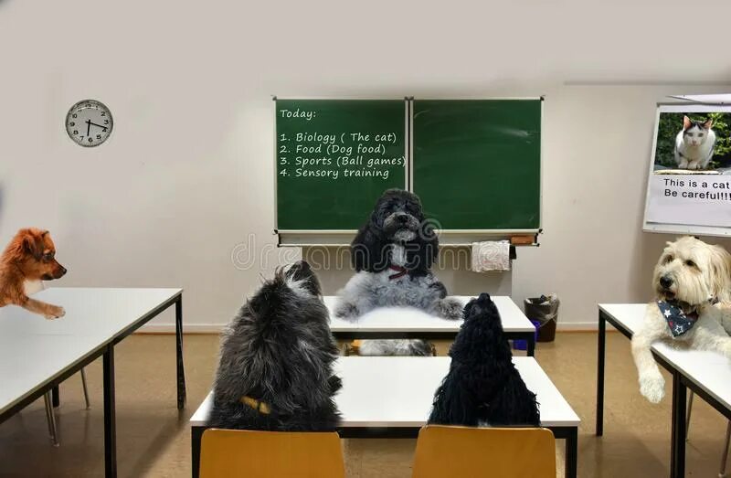 Школа для собак. Школа щенков. Собачья школа. Собака учитель. Учительница собак