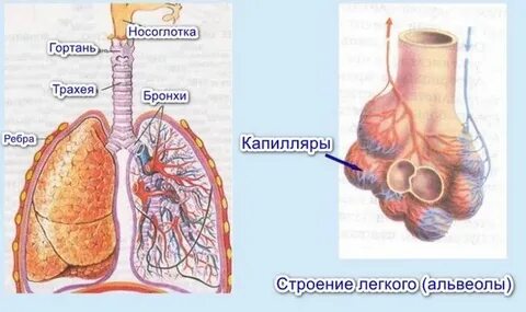 Строение легких млекопитающих