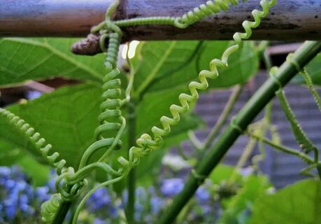 Tendrils