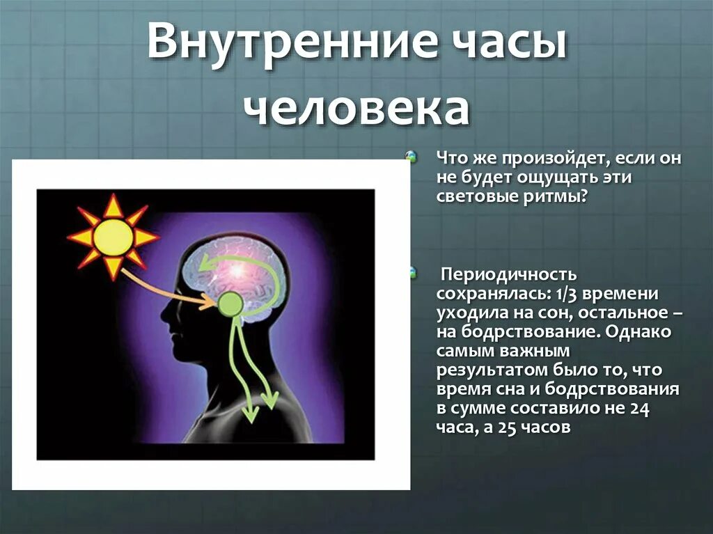 Биоритмы циркадные ритмы. Внутренние ритмы человека. Внутренние биологические часы человека. Биоритмы человека презентация. Биологические ритмы тема