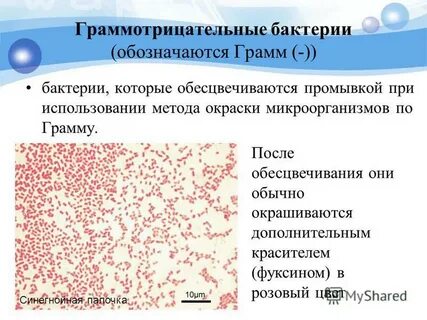 Грамм бактерии