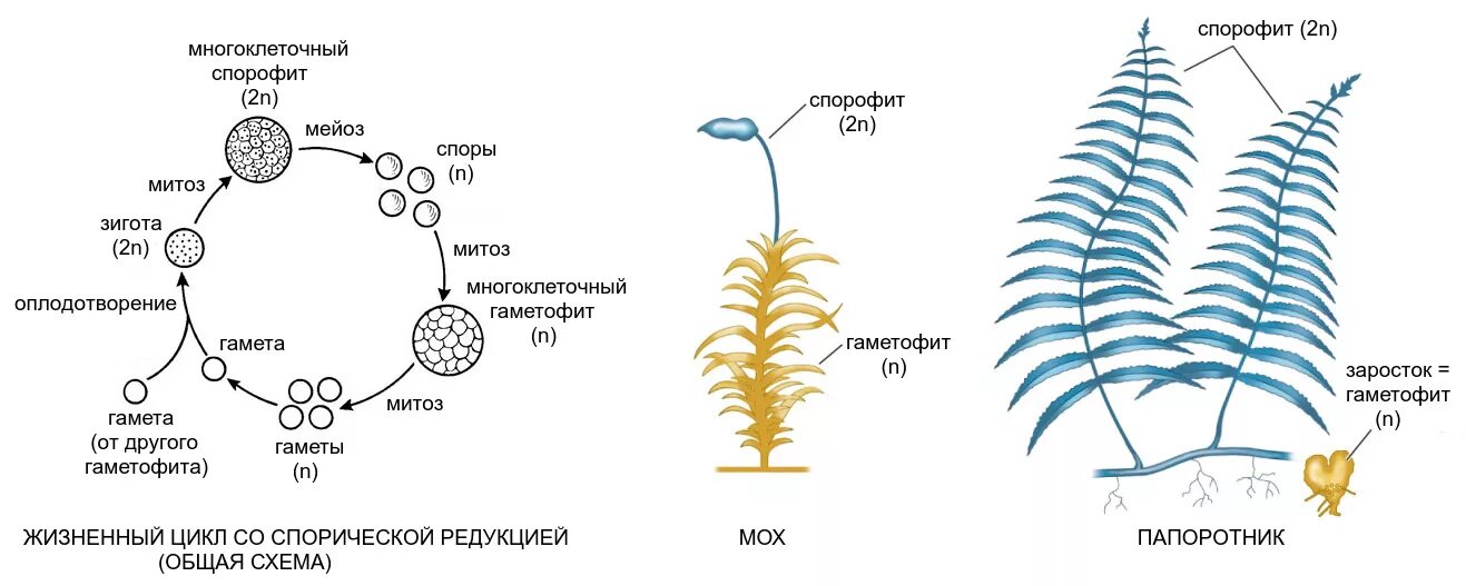 Мейоз в жизненном цикле организмов