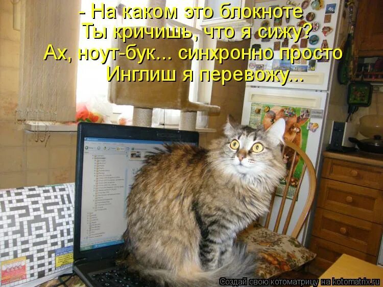 Мемы с котами с матом. Честно сказать я вахуе. Кот в шоке. Сижу ах. Сижу ах.