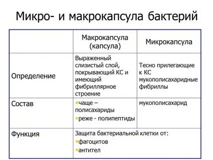 Чем строение отличается от строения бактерии