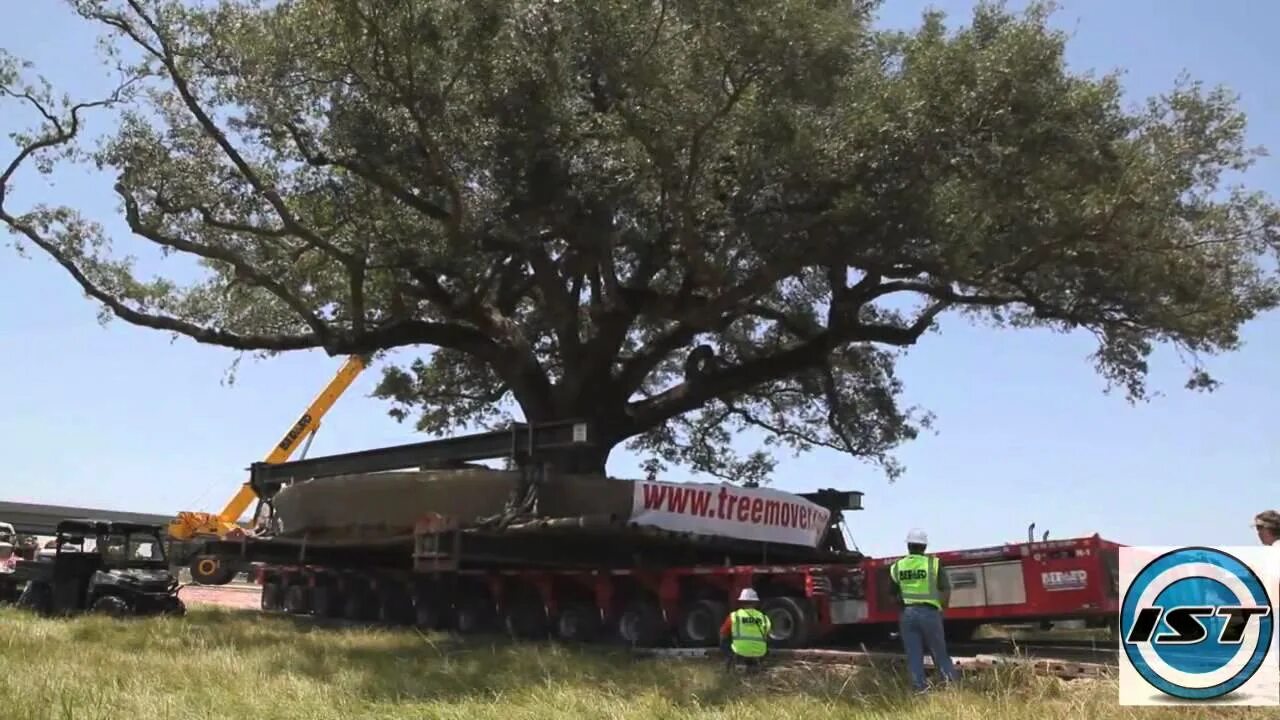 Высадка крупномерных деревьев. Дерево с наклоном. Moving trees. Машина для пересадки больших деревьев. Moving trees.