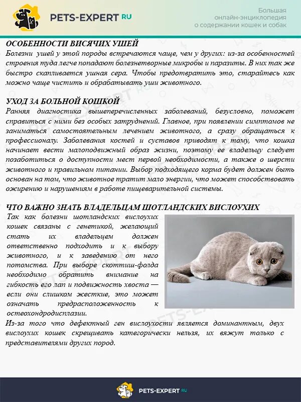 Лечение шотландской кошки. Лечение шотландской кошки. Хондродисплазия шотландских вислоухих кошек. Хондродистрофия шотландских вислоухих кошек. Остеохондродистрофия шотландских вислоухих кошек.
