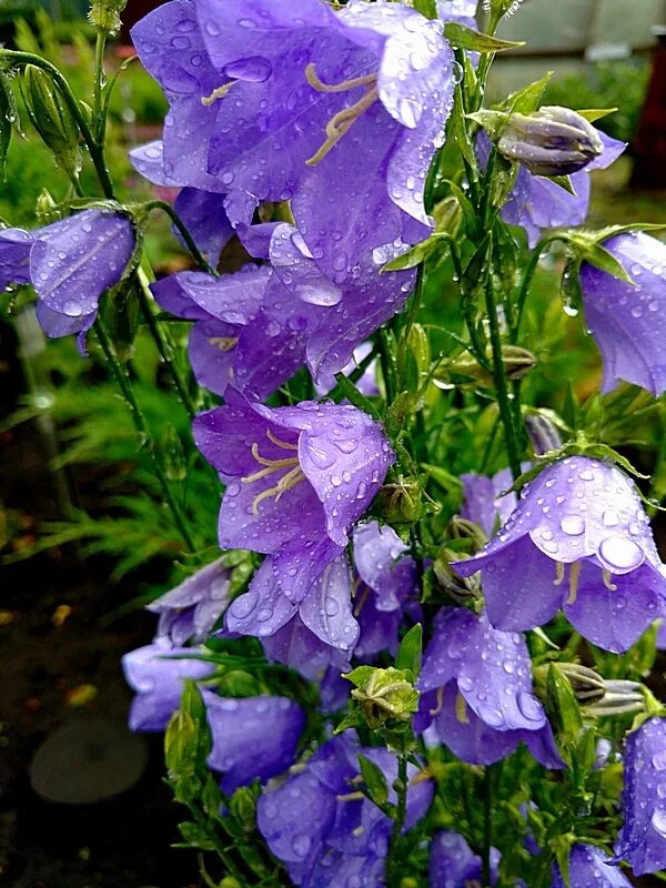 Колокольчик Нефедова лат Campanula nefedovii. Колокольчик Луговой. Седелочный колокольчик. Колокольчик Кирпичникова. Вальс колокольчиков