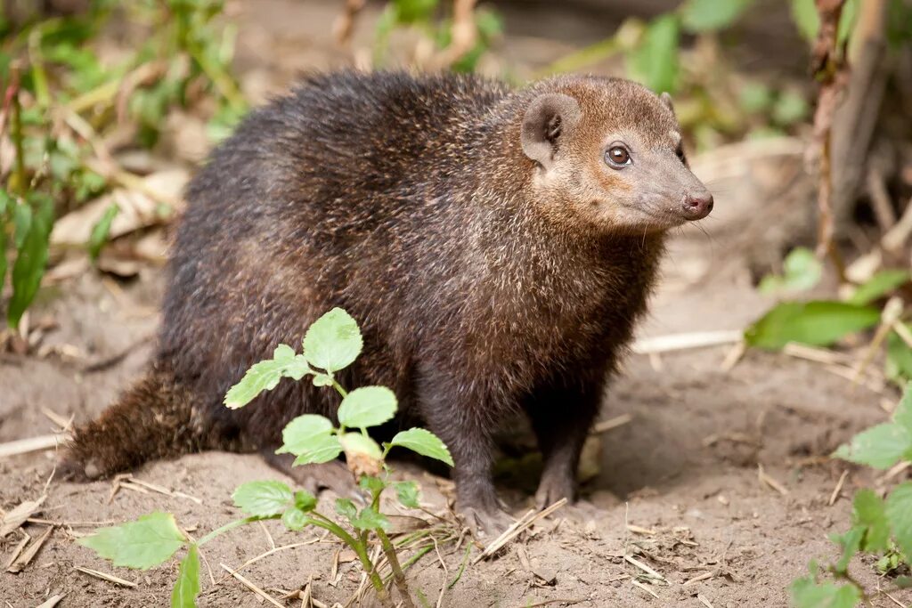 Животные названия список. Какое животное есть на д. Иллюстрированная азбука животного мира. Какое животное есть на д. Дикие животные картинки.