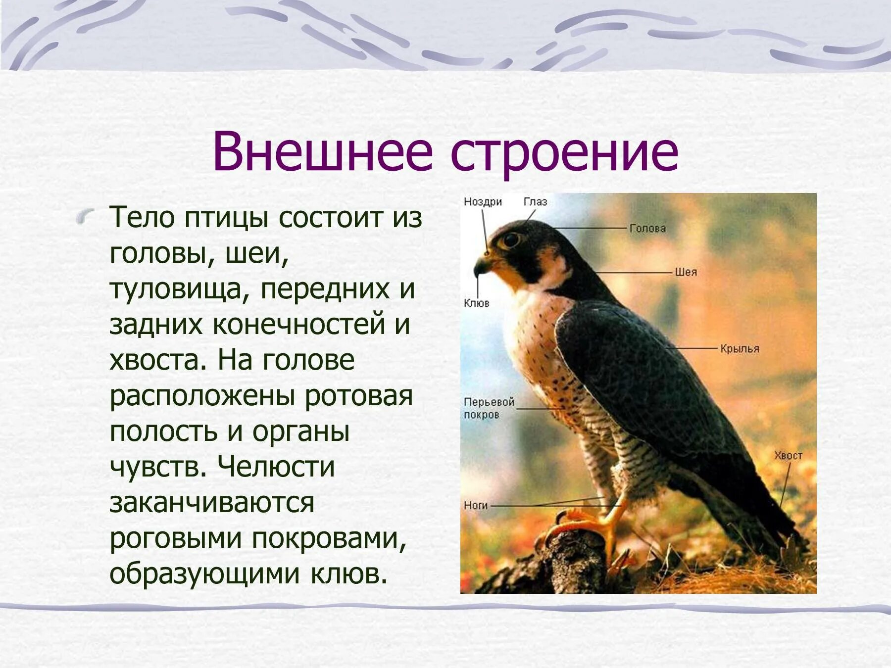 Доклад на тему класс птицы. Птицы для презентации. Презентация на тему птицы. Сообщение о птицах. Презентация по биологии на тему птицы.