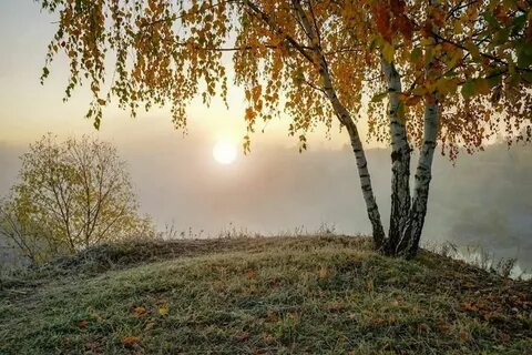 В поле в роще в воздухе