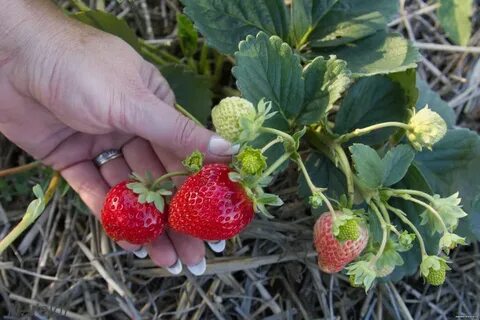 Продам ремонтантную клубнику хабаровск