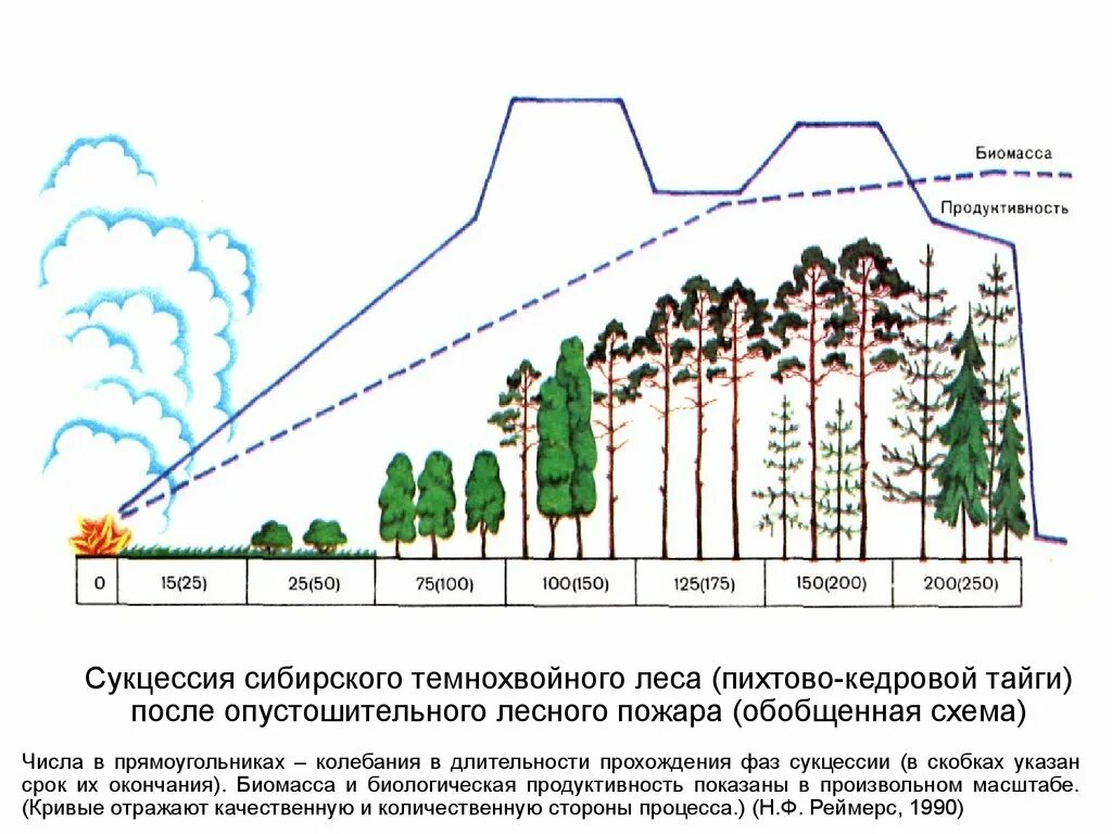 Последовательность увеличения биологической продуктивности природных зон. Вырубка леса сукцессия. Динамика экосистем сукцессия. Сукцессия Сибирского темнохвойного леса. Первичная сукцессия в тайге.