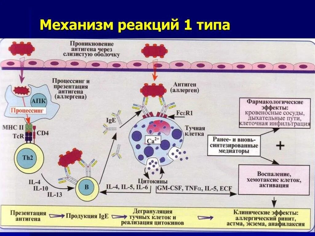 Реакция немедленного и замедленного типа. Механизм развития аллергии 1 типа. схема аллергической реакции 1 типа. схема аллергической реакции 1 типа иммунология. аллергические реакции первого типа механизм.