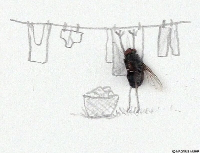 Магнус Мур «Тайная жизнь мух». Прикольная Муха рисунок. Картины из мух. Муха зарисовка.