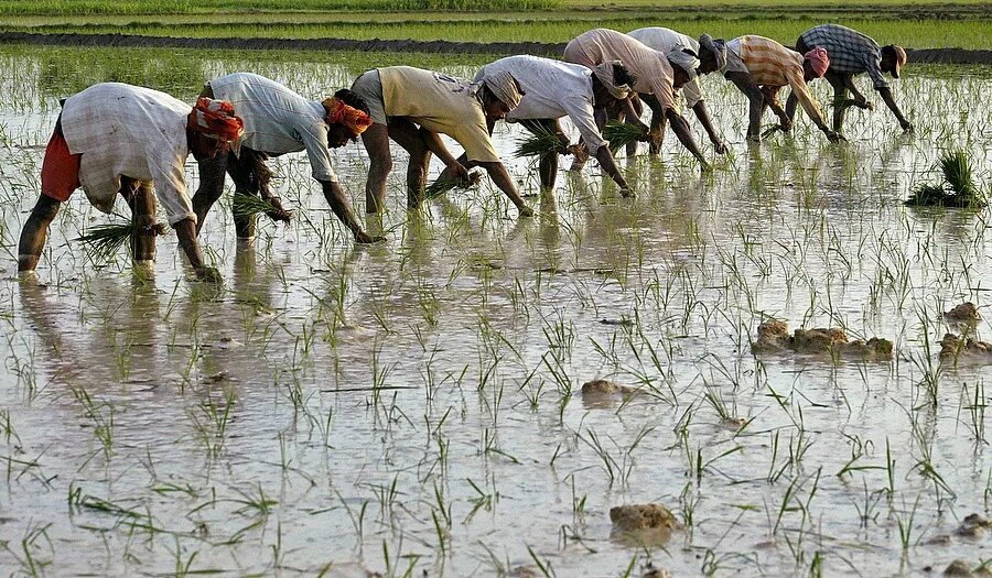 Покажи видео как выращивают. Рис выращивают. Рисовые плантации в Индии. Посадка риса. Как выращивают рис.