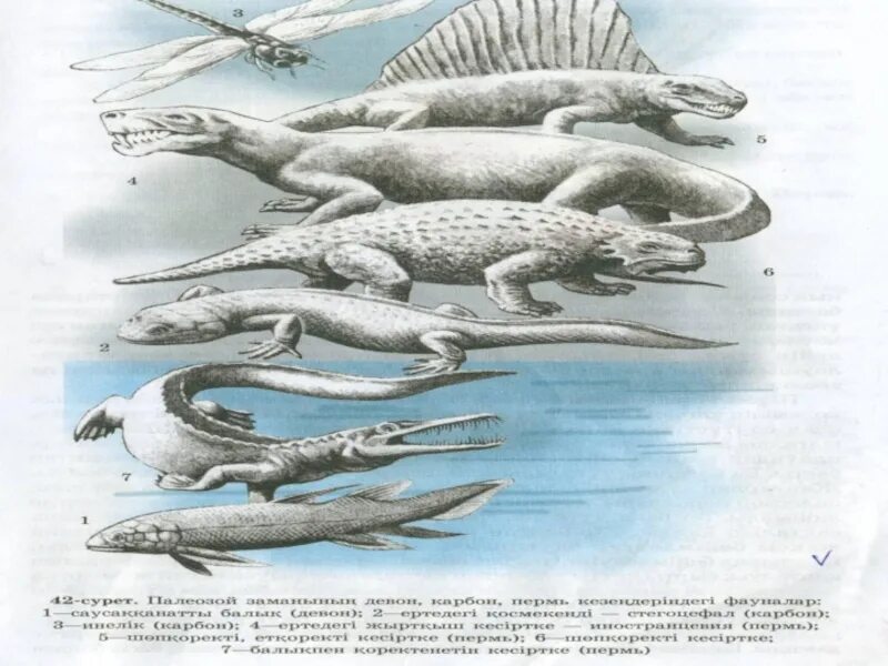 Палеозой сканворд. Эволюция рыб в палеозое схема. Континенты в палеозое. Раскраска палеозой лабиринтодонт. В позднем палеозое преобладали рыбы земноводные.