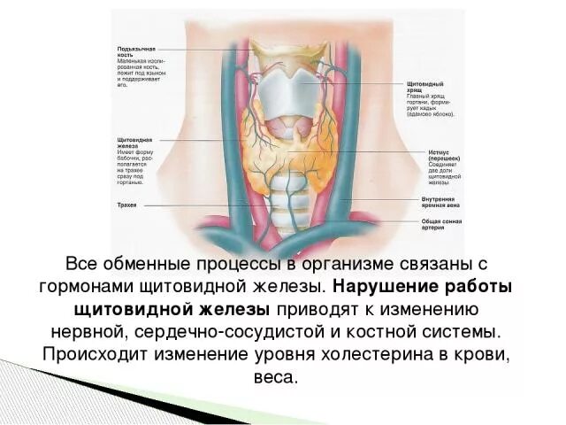 Заболевания связанные с нарушением функций щитовидной железы. Нарушение функции щитовидной железы. Органы связанные с щитовидной железой. Роль щитовидки в организме человека.