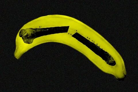 All the Ways You Can Break Your Penis by Tracy Moore MEL Magazine Medium.