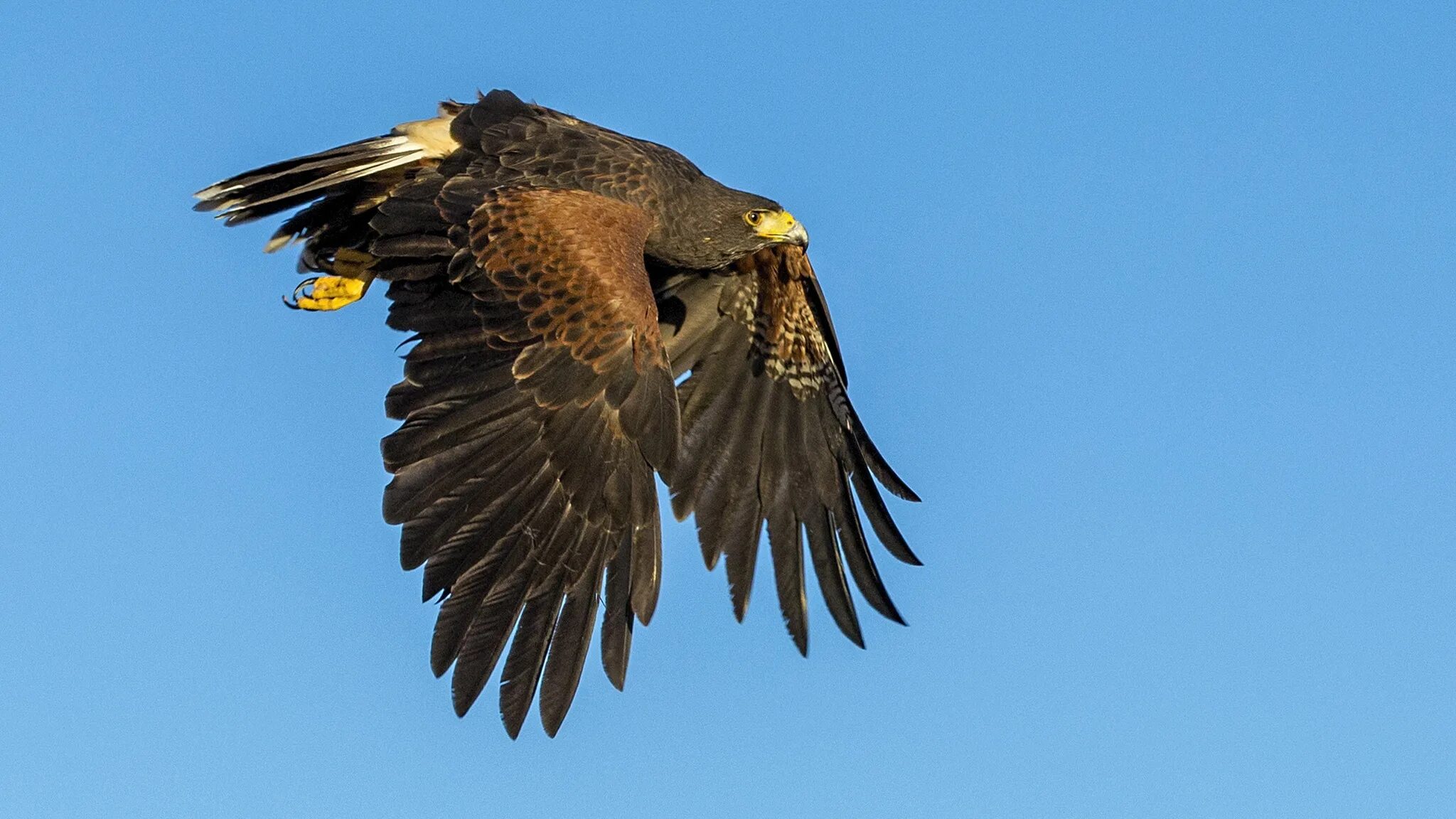 сокол сапсан птица. краснохвостый сокол. крылья хищных птиц. "белоголовый орлан". орел сокол ястреб сапсан.