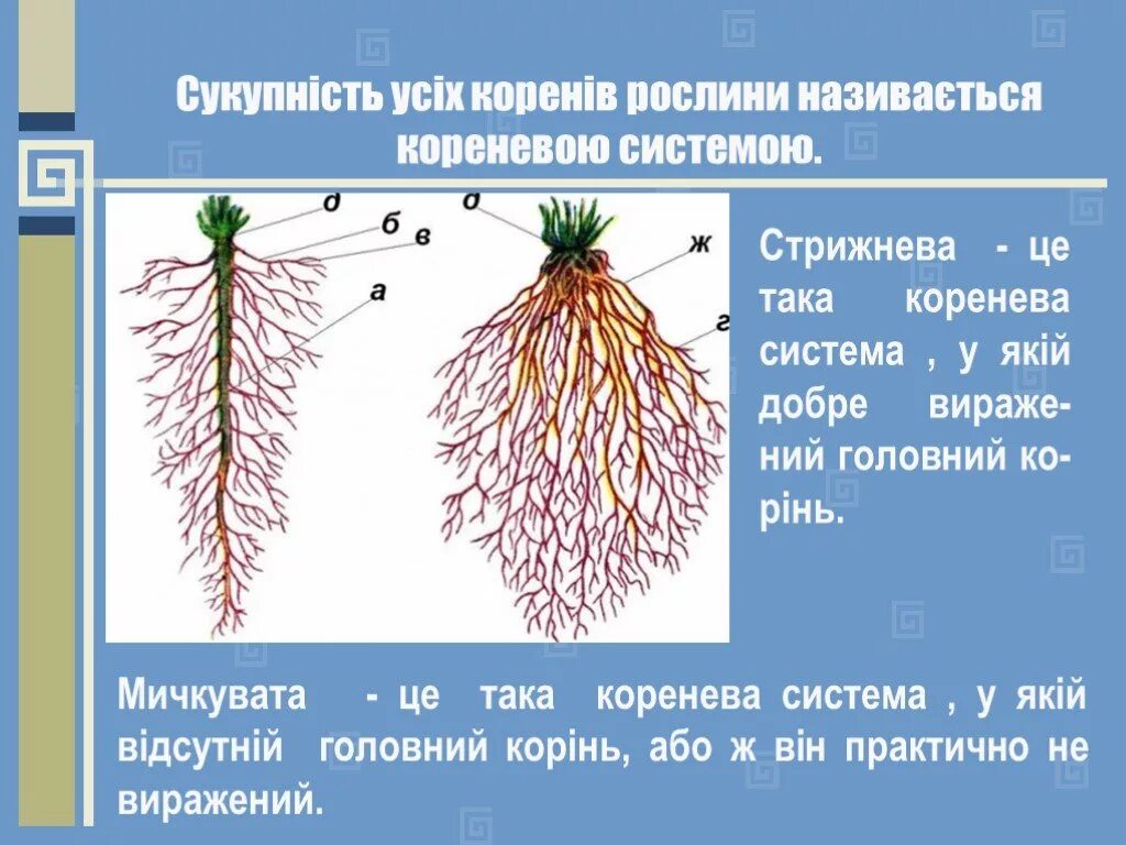 Стержнева Коренева система. Мичкувата Коренева система це. Змішана Коренева система. Стрижнева Коренева система рисунок.