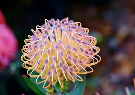 Saint avangeline your rarest of flowers