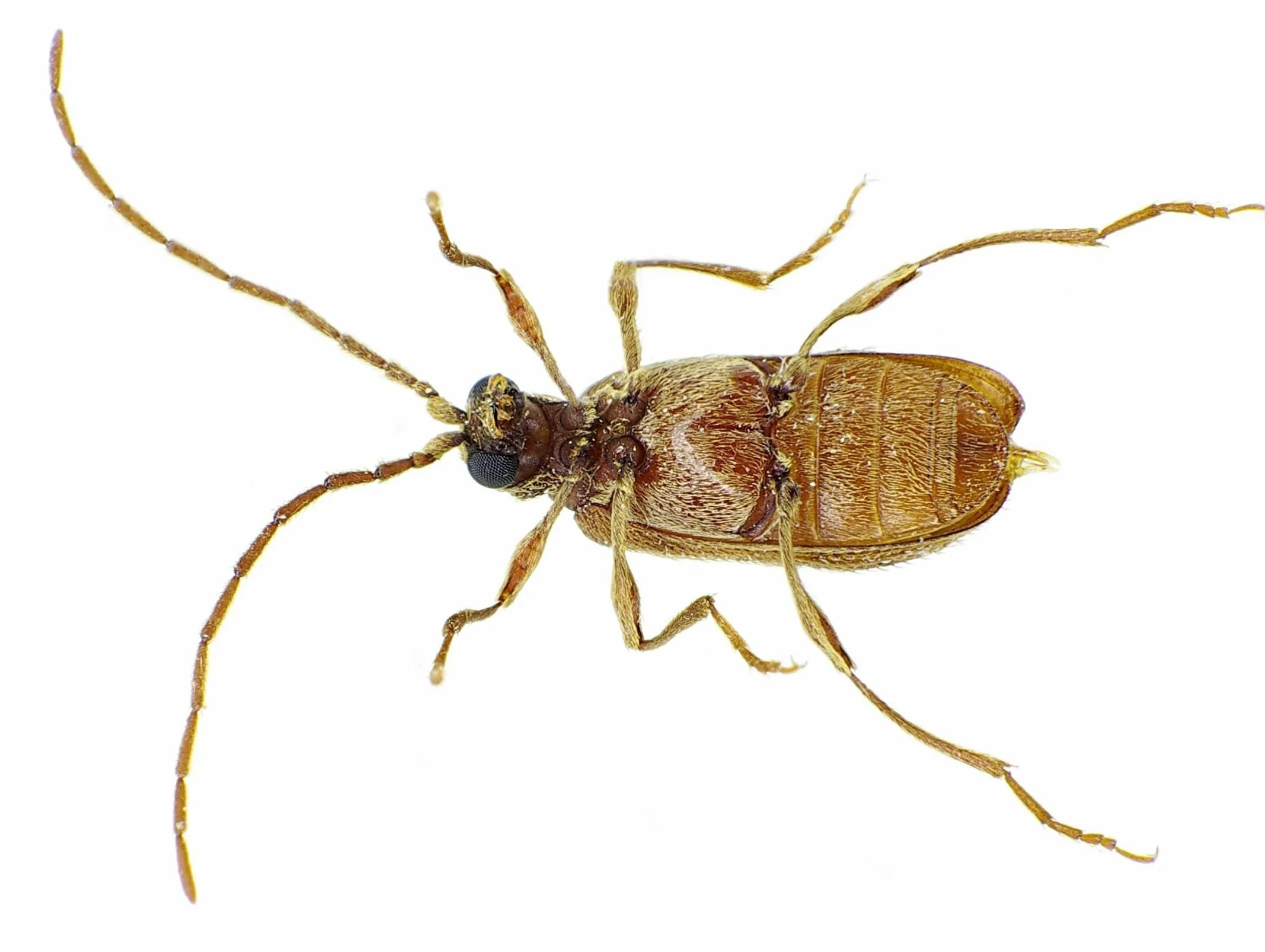 Шелковистый притворяшка жук. Шелковистый притворяшка жук. Шелковистый притворяшка жук. Шелковистый притворяшка жук. Жук кожеед.