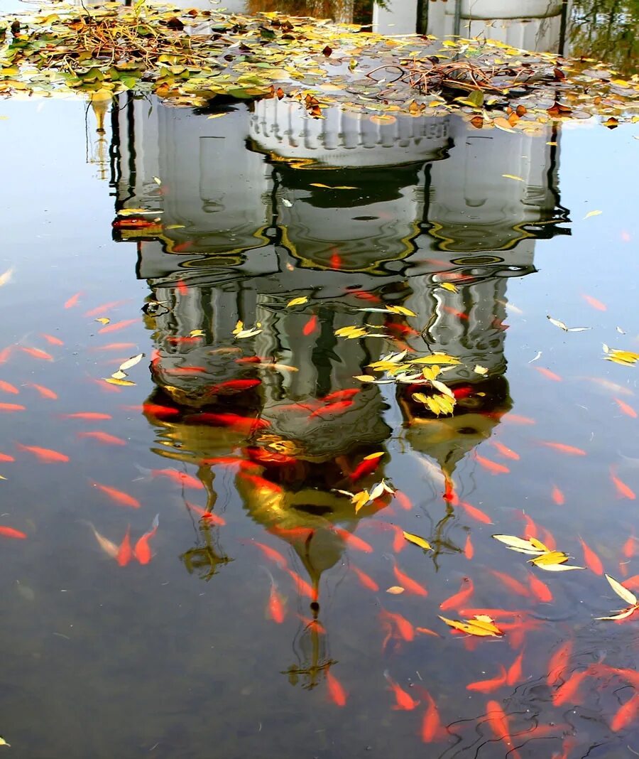 Intriguing Mirrored Reflections Distort Ideas of Reality Water reflection photog