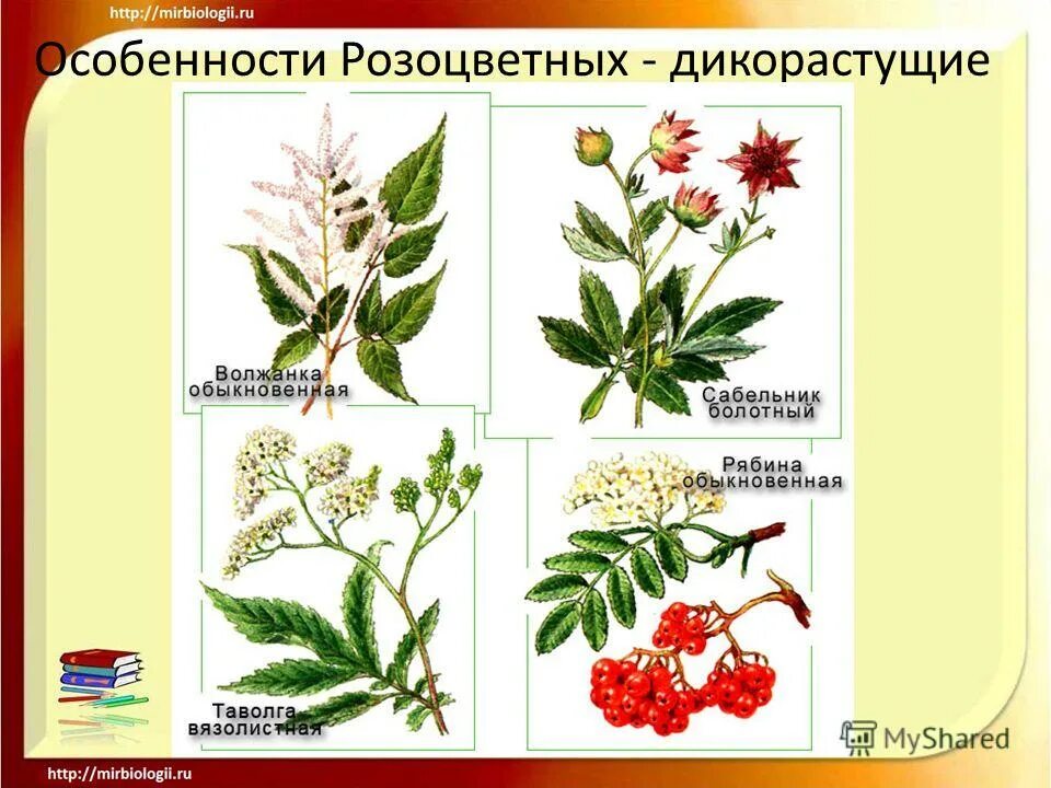 дикорастущие розоцветные растения. розоцветные побег. семейство розоцветные дикорастущие. дикорастущие розоцветныхрастения. дикорастущие представители розоцветных.
