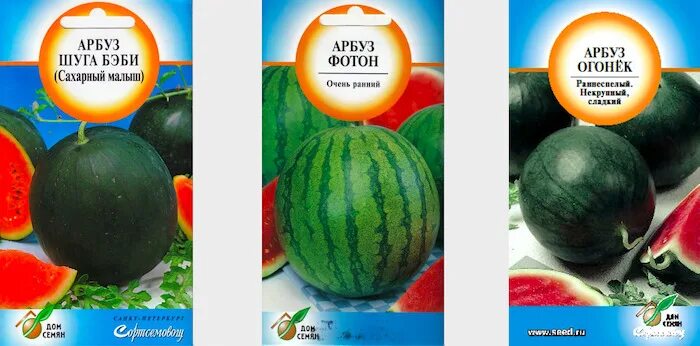 Семена арбуз огонек. Семена арбуз огонек. Сорт арбуза огонек описание. Арбуз огонек. Арбуз огонек отзывы описание.