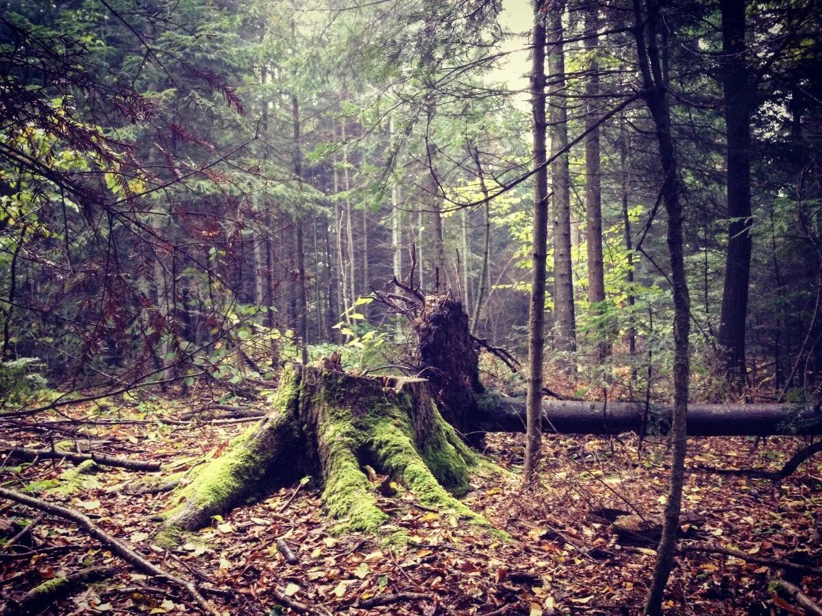 Спой в лесу. Лес Броселианд (он же Пемпонский лес). Глухая Тайга бурелом. Поваленное дерево в лесу. Пень в лесу.