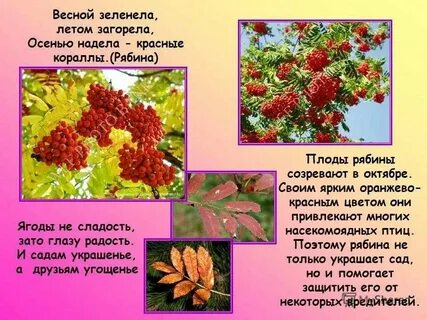 Рябину составить слова