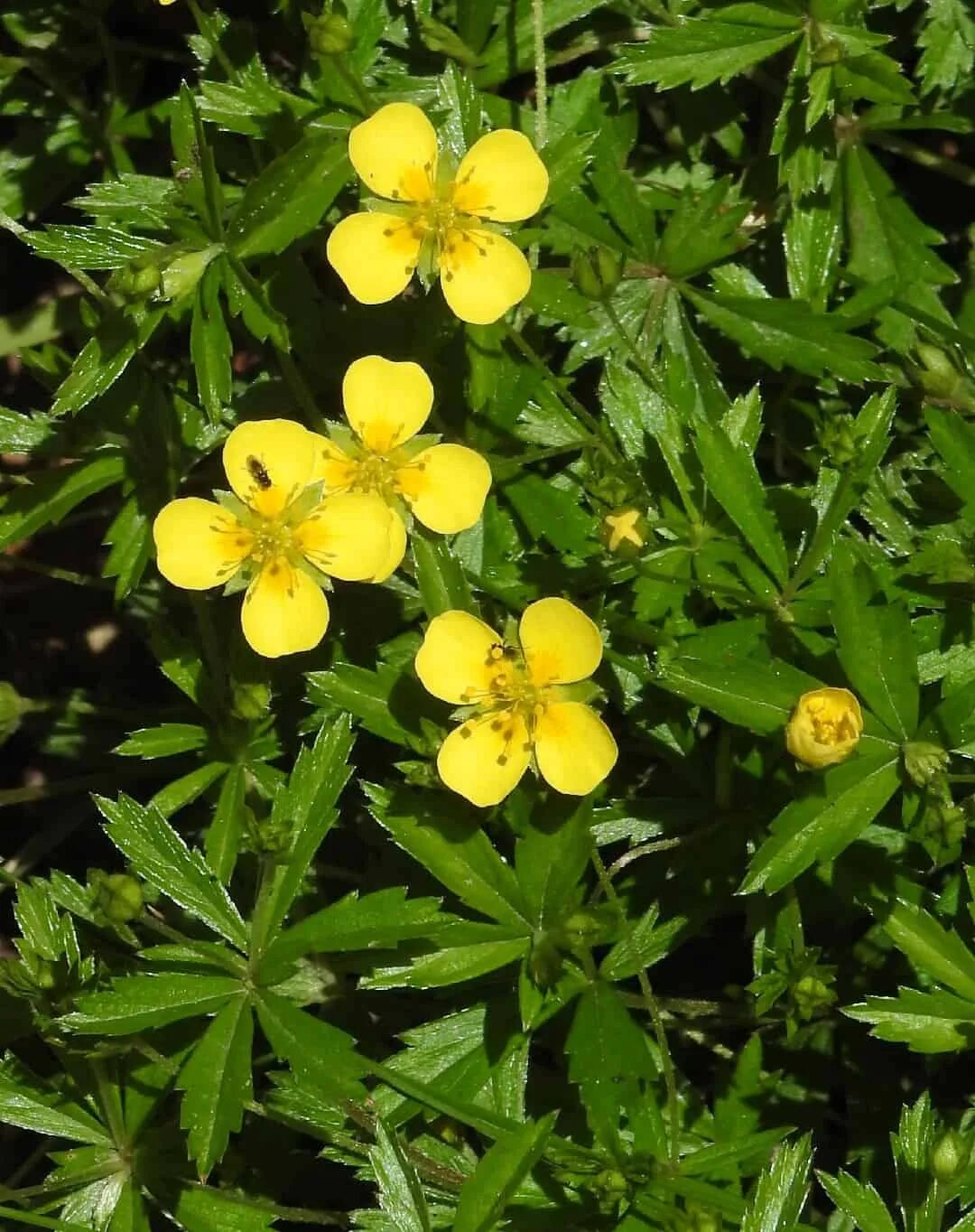 Как выглядит лапчатка. Лапчатка прямостоячая potentilla erecta. лапчатка прямостоячая калган. растение лапчатка прямостоячая. лапчатка прямо стоящая.