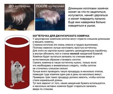 Хомякам стригут когти