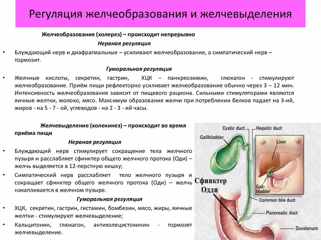 Механизмы регуляции желчеобразования и желчевыделения. Регуляция выделения желчи. Желчевыделение гуморальная регуляция. Механизм образования и выделения желчи.